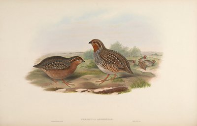 Perdicula argoondah 作： John Gould